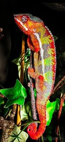 Chameleon Pardali najfarebnejši druh - 4