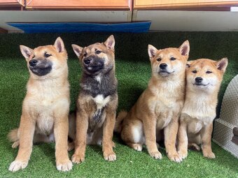 Shiba inu, Šiba inu - 4