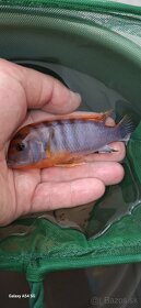 Labidochromis hongi - 4