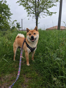 Samec shiba inu na krytie - 4