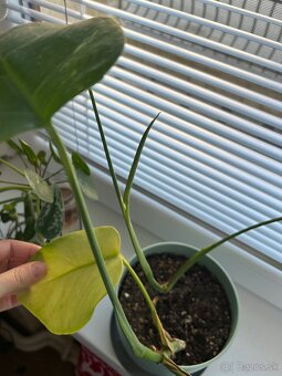 Monstera albo variegata - 4