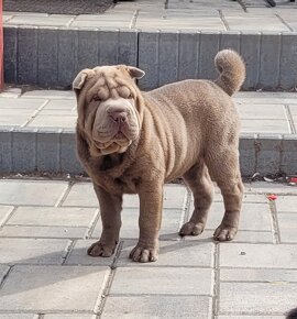 Shar pei/Sharpei - 4