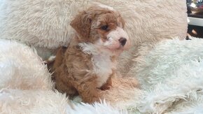 Maltipoo - 4