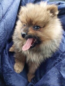 Pomeranian - 4