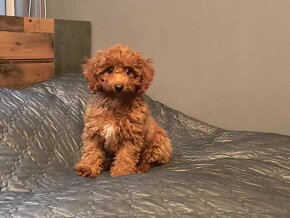 Cavapoo - 4