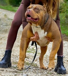 American bully standard xl xxl - 4