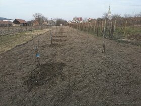 Záhrada - stavebný pozemok v Malom Horeši - 4