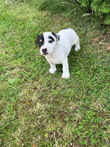 Jack Russel Terier- na predaj - 4