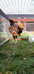 Predám kuriatka paduanka zdrobnela a ayam cemani - 4