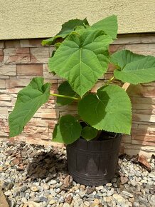 Paulownia plstnatá (tomentosa) - Včelárske dreviny - 4