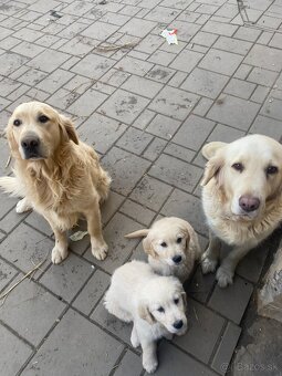 zlaty retriever - 4