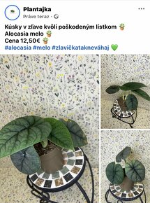 Alocasia melo - 4