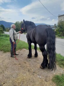 predám tažné žrebce - 4