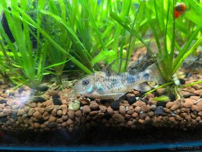 Corydoras paleatus - 4