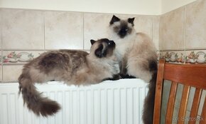 Mačiatko ragdoll - kocúrik - 4