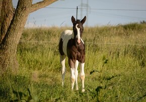 Kvalitní Paint Horse klisna 7 panel NN, homozygot TT - 4