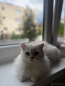 Ragdoll mačička - 4