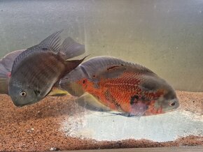 Ocellatus Red Tiger - 4