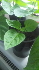 semena Carolina reaper - 4