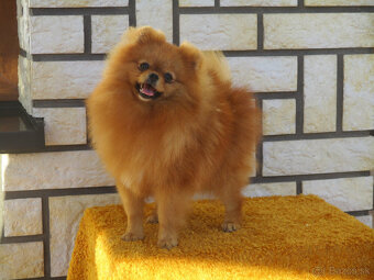 POmeranian - 4