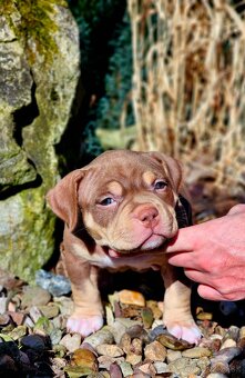 American bully s PP Abkc - 4