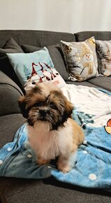 Shih-tzu, Shi - tzu, šicu, shitzu, si-cu, shih-tzu, Shih tz - 4