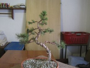 bonsai,bonsaj-BOROVICA - 4