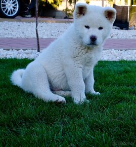 Akita inu šteniatko - 4