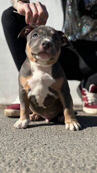 American Bully pocket - 4