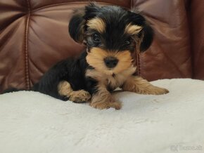 yorkshire terrier - 4