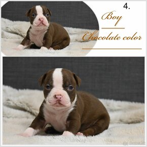 American Bully pocket s PP šteniatka - 4