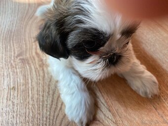 Shihtzu - 4