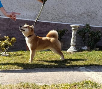 Shiba inu fenka - 4