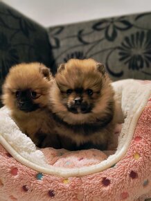 Oranžový špic- Typ Pomeranian - 4