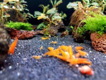 Predám krevetky Neocaridina Orange Sunkit grade SS - 4