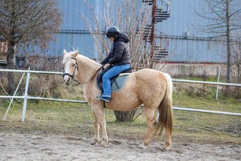 QH palomino kobyla - 4