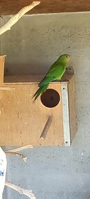 Papagaj nádherný - 4