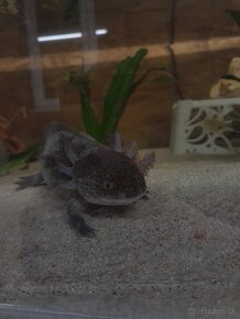 Axolotl mexicky - 4