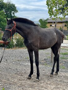 PRE španielske kone - 4