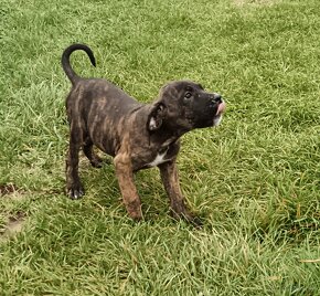 Cane Corso - 4