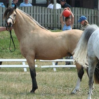 Připouštění Welsh pony - 4