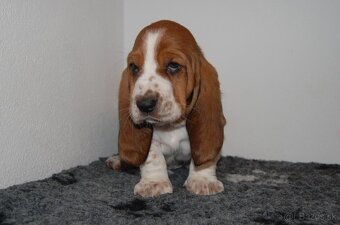 Basset hound šteniatka - 4