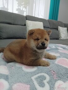 Shiba inu šteniatko - 4