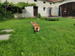 Welsh Corgi Pembroke s PP - 4