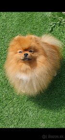 Pomeranian mini fenky po PP rodičoch - 4