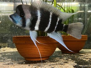 Cyphotilapia frontoza burundi - 4