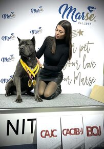 Šteniatka Cane Corso s PP FCI - 4