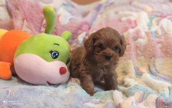 Cavapoo - 4