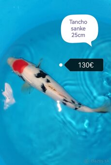 Koi kapre - 4