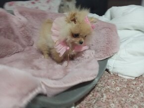 " tea cup" pomeranian " boo" - 4